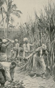 Trinidad Coolies på arbejde i en stokmark af Walter Stanley Paget