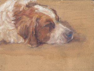 hundehoved (studie) af Walther Gamerith