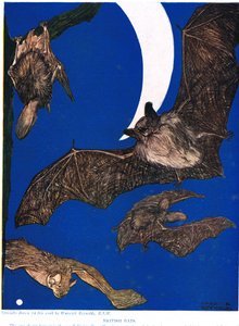 British Bats, illustration fra 