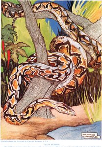 Giant Python, illustration fra 