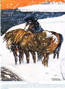 Shetlandsponyer, illustration fra 