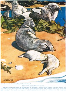 The Grey Seal, illustration fra 