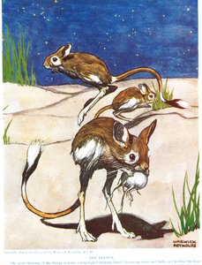 The Jerboa, illustration fra 
