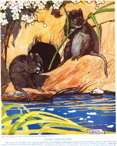 Water Voles at Home, illustration fra 