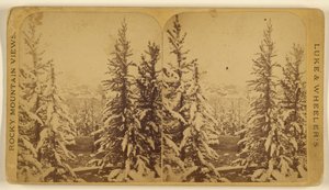 [Træer med sne, Leadville, Colorado] af Wellington O. Luke and Dansford Noble Wheeler