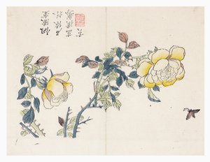 Sennepsfrøhave af Wen shu Chao