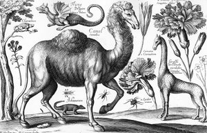 Animals, Wild and Beasts, graveret af David Loggan