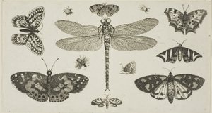 En guldsmed, mariehøns og sommerfugle, fra Diversae Insectorum...Figurae af Wenceslaus Hollar