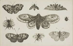 En møl, sommerfugle og bier af Wenceslaus Hollar