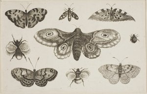 En møl, sommerfugle og bier af Wenceslaus Hollar