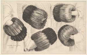 En muffe i fem synspunkter, 1645-46. af Wenceslaus Hollar