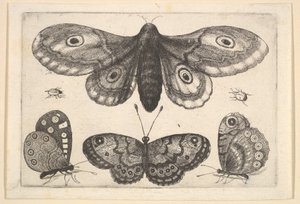 En møl, tre sommerfugle og to biller, 1646. af Wenceslaus Hollar