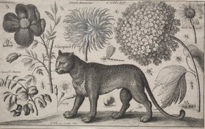 Dyr og planter: Leopard med planter og insekter, 1662. af Wenceslaus Hollar