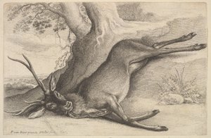 Død hjort, 1646. af Wenceslaus Hollar