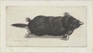 død muldvarp af Wenceslaus Hollar