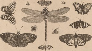 Dragonfly, Mariehøns og Sommerfugle. af Wenceslaus Hollar