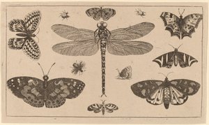 Dragonfly, Mariehøns og Sommerfugle af Wenceslaus Hollar
