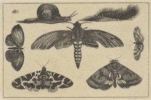 Tre møl, sommerfugle, bille, snegl og larve Forskellige insekter (serietitel) Diversae Insectorum (serietitel) af Wenceslaus Hollar