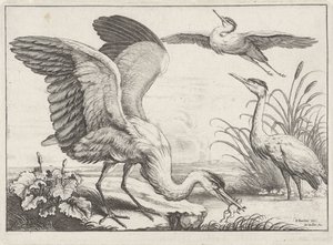 tre hejrer Diversae avium arter (serietitel) Forskellige fugle (serietitel) af Wenceslaus Hollar
