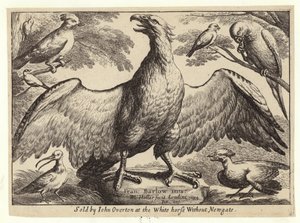 Ørn og andre fugle af Wenceslaus Hollar