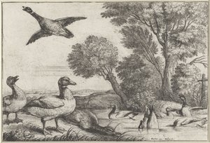 ænder Diversae avium arter (serietitel) Forskellige fugle (serietitel) af Wenceslaus Hollar