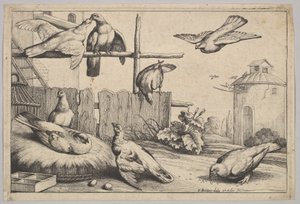 Otte duer, 1625-77. af Wenceslaus Hollar