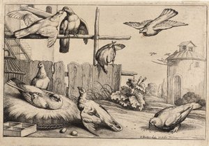 Otte duer. Tilstand 1 af Wenceslaus Hollar