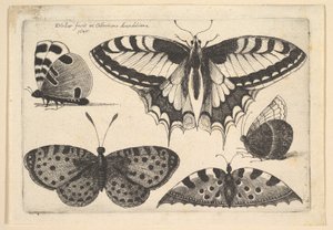 Fem sommerfugle, 1646. af Wenceslaus Hollar