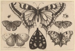 Fem sommerfugle, en møl, en bille og en edderkop af Wenceslaus Hollar