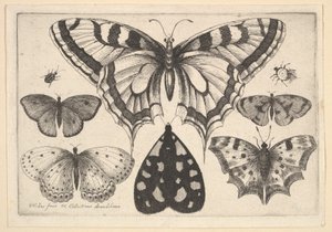 Fem sommerfugle, en møl og to biller, 1646. af Wenceslaus Hollar