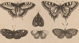 Fem sommerfugle og en møl. af Wenceslaus Hollar