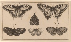 Fem sommerfugle og en møl af Wenceslaus Hollar