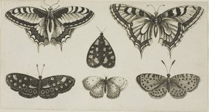 Fem sommerfugle og en møl af Wenceslaus Hollar