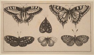 Fem sommerfugle og et møl af Wenceslaus Hollar