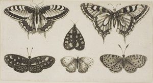 Fem sommerfugle og en møl af Wenceslaus Hollar