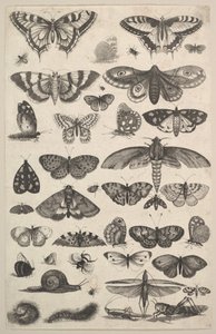 Enogfyrre insekter, inklusive møl og sommerfugle, 1625-77. af Wenceslaus Hollar