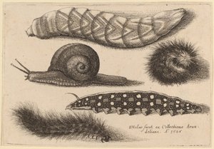 Fire larver og en snegl af Wenceslaus Hollar