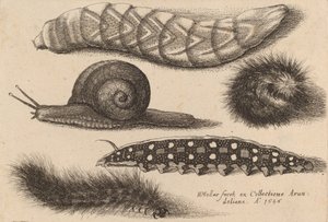 Fire larver og en snegl, 1646. af Wenceslaus Hollar