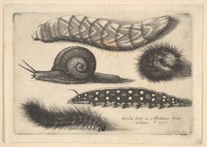 Fire larver og en snegl, 1646. af Wenceslaus Hollar