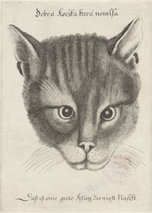 Hoved af en kat af Wenceslaus Hollar