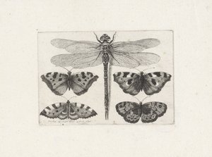 Dragonfly og fire sommerfugle af Wenceslaus Hollar