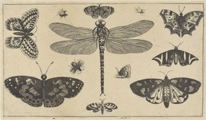 Dragonfly, mariehøns og sommerfugle Forskellige insekter (serietitel) Diversae Insectorum (serietitel) af Wenceslaus Hollar