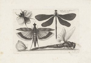 Guldsmede, sommerfugl og en humlebi Insekter (serietitel) Muscarum Scarabeorum (serietitel) af Wenceslaus Hollar