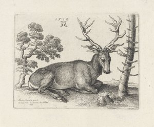 Tilbagelænet rådyr, til højre af Wenceslaus Hollar