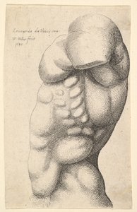 Mandlig torso fra hals til hofte i profil til venstre, 1645. af Wenceslaus Hollar