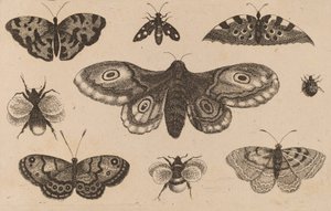 Møl, sommerfugle og bier. af Wenceslaus Hollar
