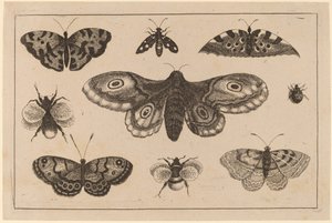 Møl, sommerfugle og bier af Wenceslaus Hollar