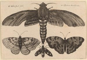 Møl og tre sommerfugle af Wenceslaus Hollar