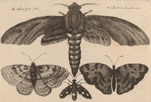 Møl og tre sommerfugle, 1646. af Wenceslaus Hollar