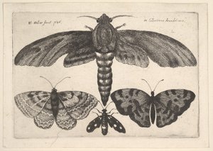 Møl og tre sommerfugle, 1646. af Wenceslaus Hollar